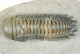 Flying Crotalocephalina Trilobite - Exposed Hypostome #359224-2
